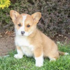kr�sn� welsh corgi pro nov� domovy
