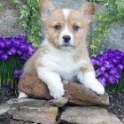 kr�sn� welsh corgi pro nov� domovy