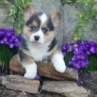 kr�sn� welsh corgi pro nov� domovy