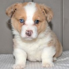 kr�sn� welsh corgi pro nov� domovy