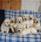 Pokorn� �t��ata zlat�ho retr�vra p�ipravena