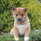 Inteligentn� �t��ata Shiba Inur p�ipraven� k adopci 