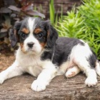 kaval�r king charles �t��ata k p�evle�en� 