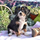 kaval�r king charles �t��ata k p�evle�en� 