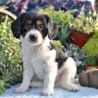 kaval�r king charles �t��ata k p�evle�en� 