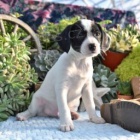 kaval�r king charles �t��ata k p�evle�en� 