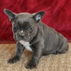 Sladk� �t���tka francouzsk�ho buldo�ka pro znovunabyt� 