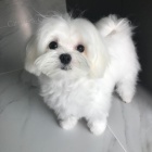 maltese  maltese