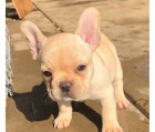 krásné buldok štěně k dispozici k adopci   roztomilý kluci k adopci ¡dulces cachorros! Rodokmen, dovolená, demontáž, mikročip a certifikát hygieny veterinárního lékaře v dobrém zdravotním stavu. velmi krásná se srdcem a pro milující rodiny připra krásné buldok štěně k dispozici k adopci   roztomilý kluci k adopci ¡dulces cachorros! Rodokmen, dovolená, demontáž, mikročip a certifikát hygieny veterinárního lékaře v dobrém zdravotním stavu. velmi krásná se srdcem a pro milující rodiny připra