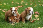 anglický buldok k adopci   anglický buldok k adopci