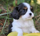 krásné štěně kavalírského krále k dispozici k adopci krásné štěně kavalírského krále k dispozici k adopci