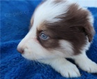 krásné australské ovčácké štěně k dispozici k adopci krásné australské ovčácké štěně k dispozici k adopci