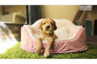 krásné štěně corcker spaniel k dispozici k adopci krásné štěně corcker spaniel k dispozici k adopci