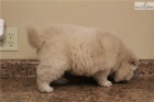 rozkošný chow chow štěňata k dispozici k přijetí rozkošný chow chow štěňata k dispozici k přijetí