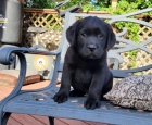 Labradorský retrívr štěňata Labradorský retrívr štěňata