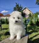 Sibi�sk� samojed �t��ata