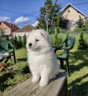Sibi�sk� samojed �t��ata