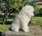 Sibi�sk� samojed �t��ata