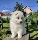 Sibi�sk� samojed �t��ata