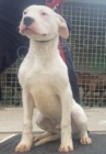 Dogo Argentino �t��ata