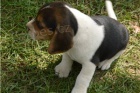 K dispozici štěňata Beagle K dispozici štěňata Beagle