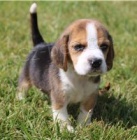 K dispozici štěňata Beagle K dispozici štěňata Beagle