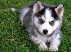 sibiřský husky sibiřský husky