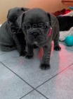  �t���tka FRENCH BULLDOG k adopci.
