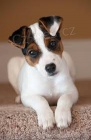 Jack Russell štěňata Jack Russell štěňata