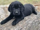 roztomilý labradorský retrívr. roztomilý labradorský retrívr.