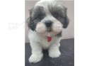�t��ata shih tzu k adopci