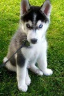 sibiřský husky. sibiřský husky.