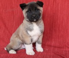 Kvalitní štěňata Akita Inu  Kvalitní štěňata Akita Inu
