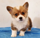 Zlevn�n� �t��ata Pembroke Welsh Corgi na prodej,  chceme je rozdat, jakmile to bude mo�n�, maj� skv�l� temperament a osobnost. V�echna na�e �t��ata jsou stoprocentn� �istokrevn�. Jsou zkontrolovan� veterin��em od licencovan�ho veterin��e s 1letou z�rukou 