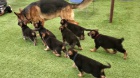 krásné štěně německého ovčáka k dispozici k adopci krásné štěně německého ovčáka k dispozici k adopci