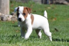 Hnědá štěňata Jack Russell na prodej. Hnědá štěňata Jack Russell na prodej.