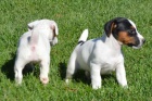 ZDRAVÁ A SKVĚLÁ štěňátka Jack Russell na prodej. ZDRAVÁ A SKVĚLÁ štěňátka Jack Russell na prodej.