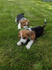 trikolorní beagle štěňata k prodeji. trikolorní beagle štěňata k prodeji.