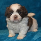 na prodej očkovaná a odčervená štěňátka fenky a pejska SHIH TZU na prodej očkovaná a odčervená štěňátka fenky a pejska SHIH TZU