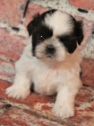 prodej štěňátek SHIH TZU bez PP prodej štěňátek SHIH TZU bez PP