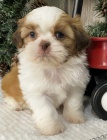 prodej štěňátek SHIH TZU bez rodokmenu prodej štěňátek SHIH TZU bez rodokmenu