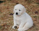 Zlatý retriever.. Zlatý retriever..