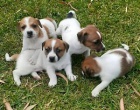 Jack Russell .. Jack Russell ..