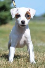 získejte úžasná a zdravá štěňata jack russell na prodej. získejte úžasná a zdravá štěňata jack russell na prodej.