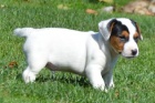 Jack Russell štěňata na prodej. Jack Russell štěňata na prodej.