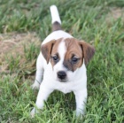 Jack Russell štěňata na prodej. Jack Russell štěňata na prodej.