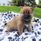 Rozkošná štěňata shiba inu na prodej Rozkošná štěňata shiba inu na prodej