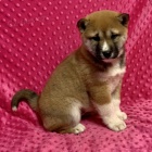 Rozkošná štěňata shiba inu na prodej Rozkošná štěňata shiba inu na prodej