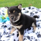 Rozkošná štěňata shiba inu na prodej Rozkošná štěňata shiba inu na prodej