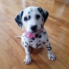 zdrav� o�kovan� a od�erven� dalmatsk� �t��ata na prodej